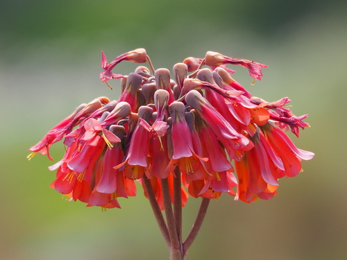 Kalanchoe × houghtonii
