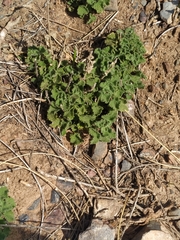 Pseudodictamnus hirsutus