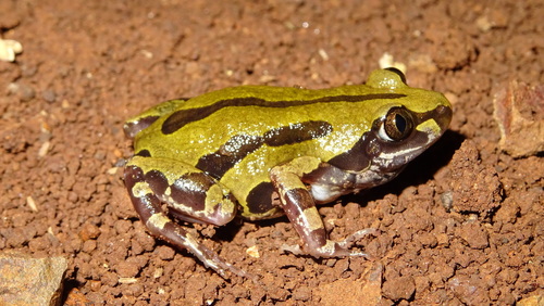 Senegal Running Frog