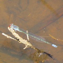 Pseudagrion sublacteum