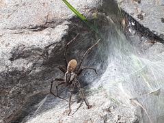 Dolomedes aquaticus