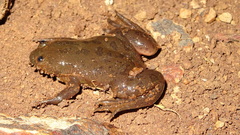 Xenopus clivii
