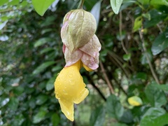 Gmelina philippensis
