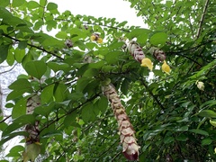 Gmelina philippensis