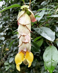 Gmelina philippensis