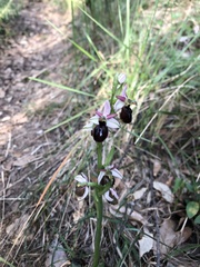Ophrys exaltata arachnitiformis
