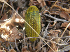 Julodis ehrenbergii