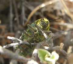 Julodis ehrenbergii