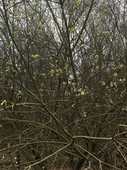 Salix