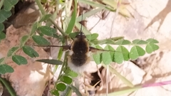 Bombylius medius