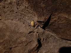 Lamprohiza mulsantii