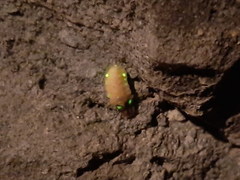 Lamprohiza mulsantii