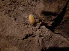 Lamprohiza mulsantii