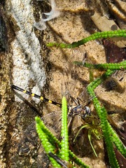 Cordulephya pygmaea