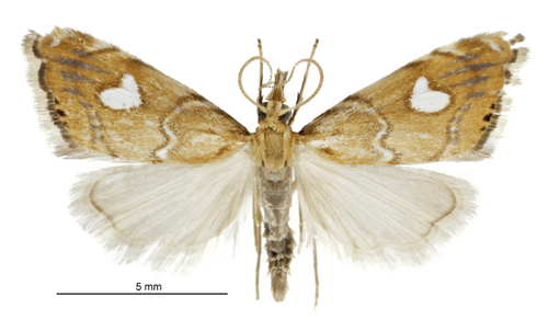 Glaucocharis leucoxantha Meyrick, 1882