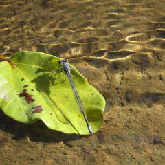 Pseudagrion sublacteum