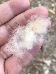Ceiba pentandra