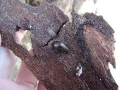 Porcellio monticola