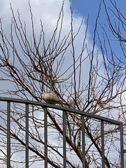 Streptopelia senegalensis