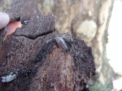 Porcellio monticola