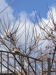 Streptopelia senegalensis