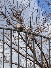 Streptopelia senegalensis