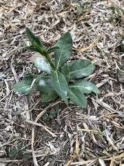 Pseudelephantopus spicatus