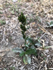 Pseudelephantopus spicatus