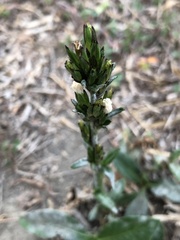 Pseudelephantopus spicatus