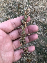 Pseudelephantopus spicatus