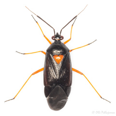 Deraeocoris ventralis