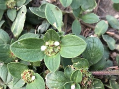 Richardia brasiliensis