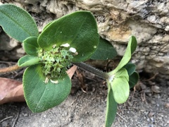 Richardia brasiliensis