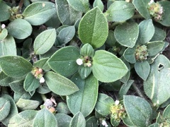 Richardia brasiliensis