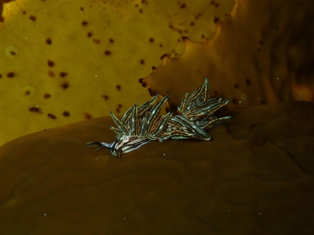 Aplysiopsis formosa