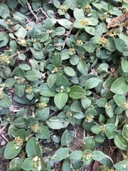 Richardia brasiliensis