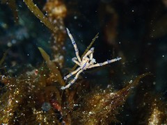 Pallenopsis macneilli