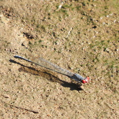 Pseudagrion sublacteum