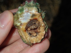 Bursa rosa