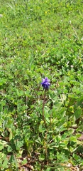Muscari neglectum