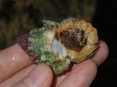 Bursa rosa