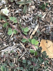 Grona triflora