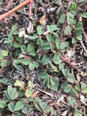 Grona triflora