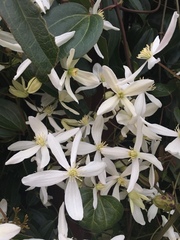 Clematis armandii