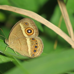 Brakefieldia perspicua