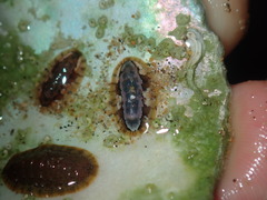 Ischnochiton smaragdinus