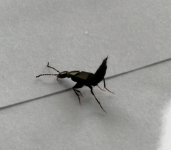 Philonthus decorus