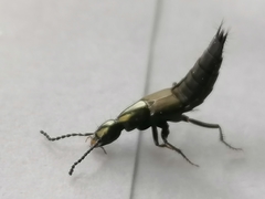 Philonthus decorus