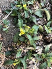 Synedrella nodiflora