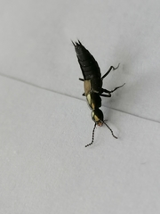Philonthus decorus